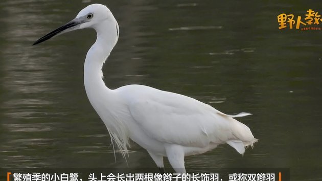 白条能取现吗？额度如何计算？