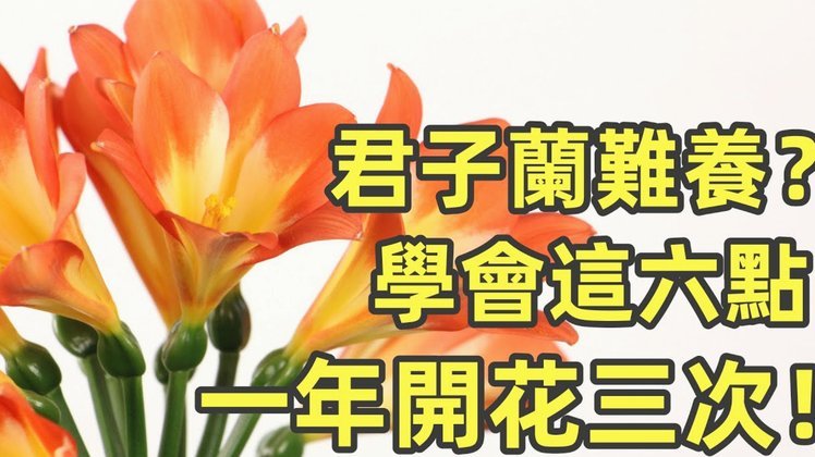怎么套花呗出来
