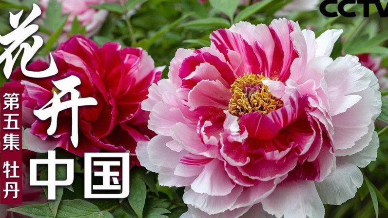 花呗可以提现到余额宝吗