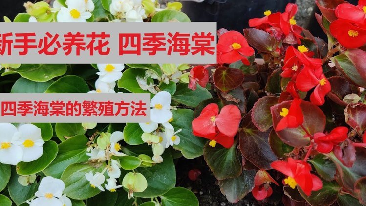 羊小咩享花卡变现步骤