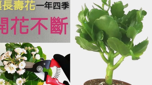 提现“拿去花”技巧，规避风控之道