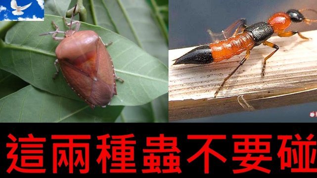 便荔卡包现在还给停催吗