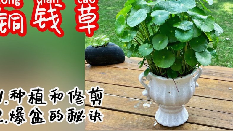 拿去花怎么用
