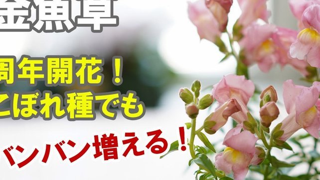 秒用花有人用过吗