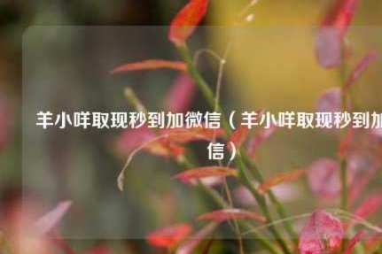 羊小咩取现秒到是否可信