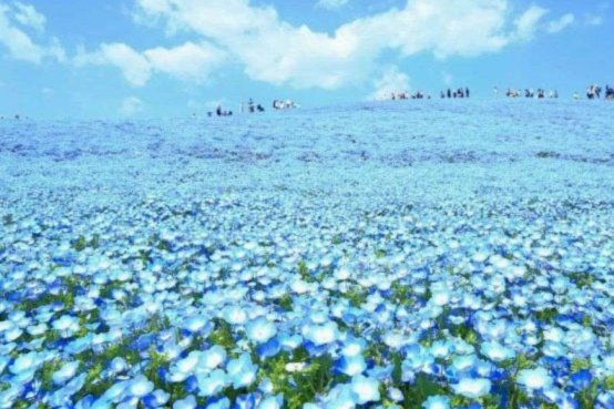 海鸥花呗平台 出来了吗
