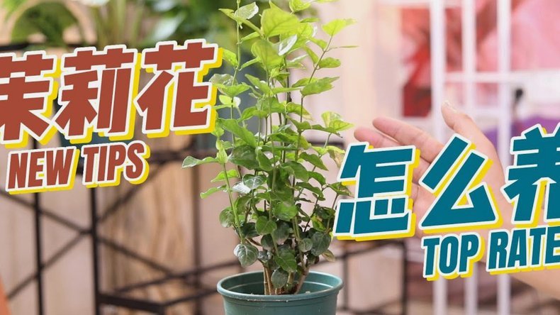 怎么套花呗的钱