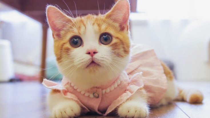 花呗天猫秒套 平台是真的吗