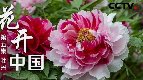 花呗现在情况 平台能查到吗怎么查
