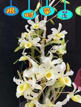 把携程拿去花积分变现的秘诀