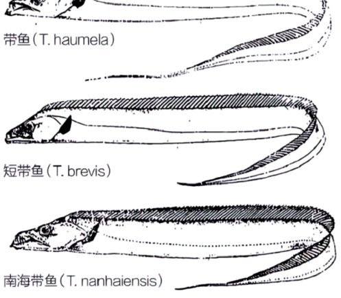 分期乐额度为何不显示总额？