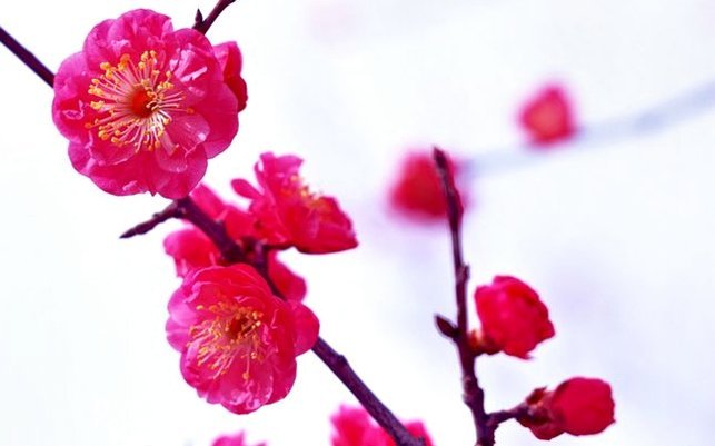 花呗风险与安全共存